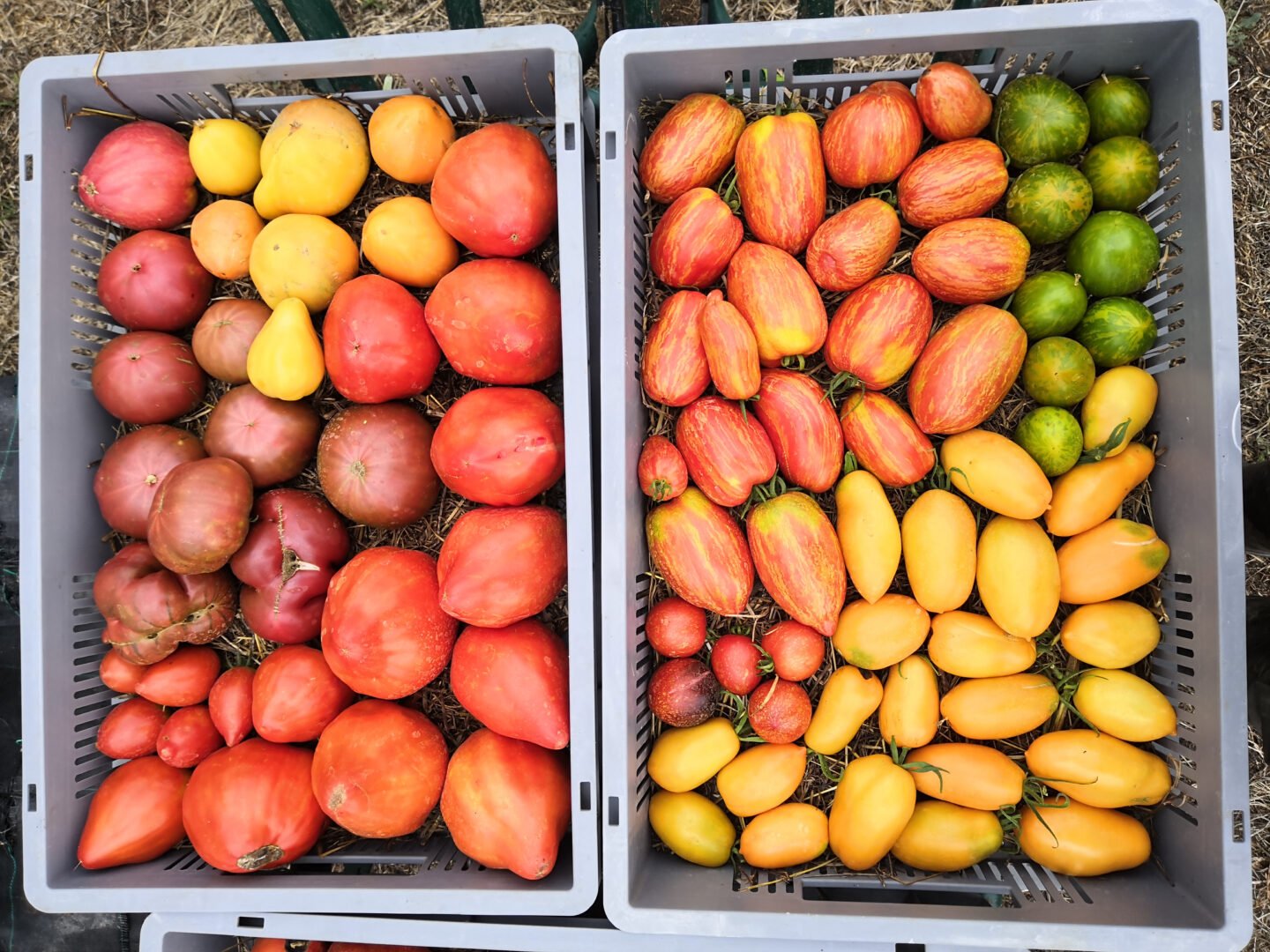 Plants de Tomates anciennes BIO 3 Plants de Tomates anciennes BIO – Image 3
