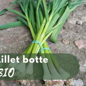 Aillet botte BIO