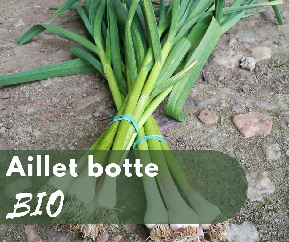 Aillet botte BIO 1 Aillet botte BIO