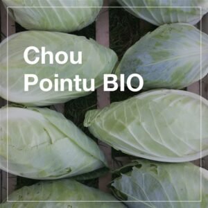 Choux pointus BIO