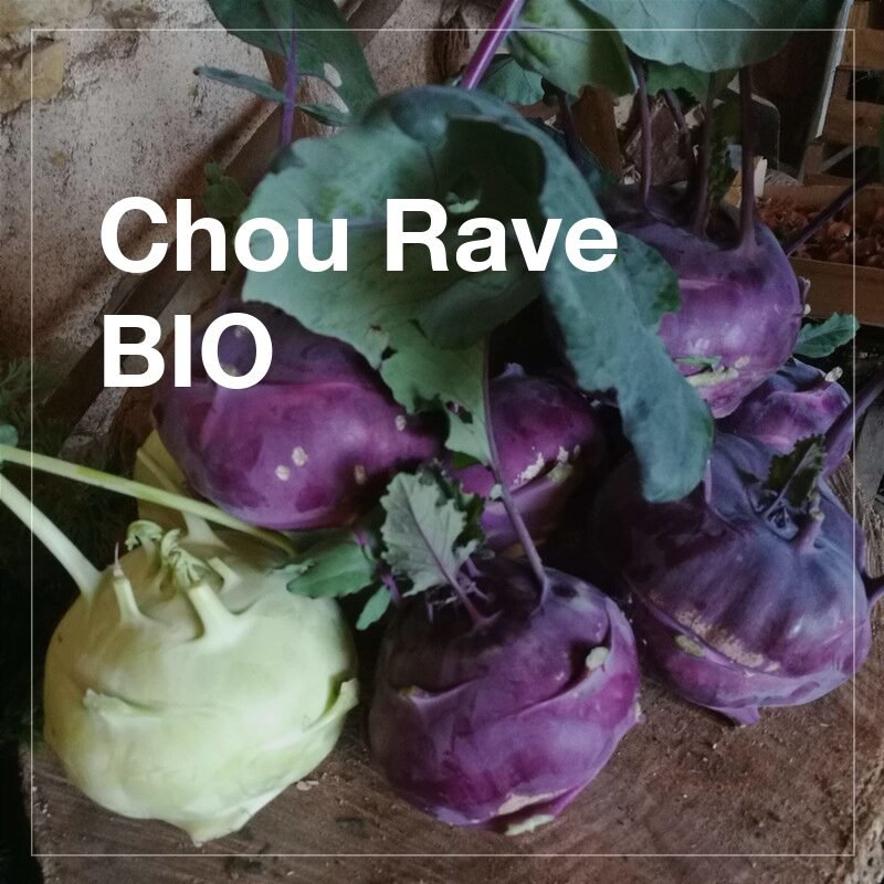 Choux raves BIO 1 Choux raves BIO