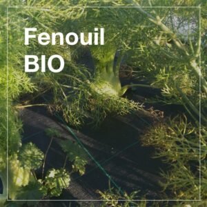 Fenouils botte BIO