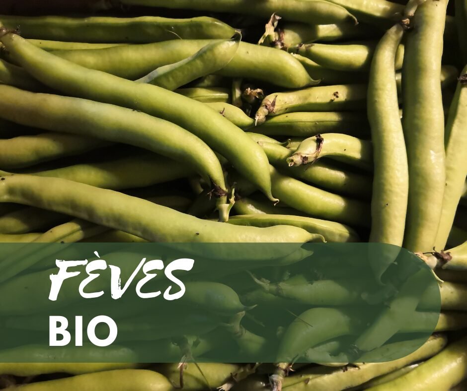 Fèves BIO 1 Fèves BIO