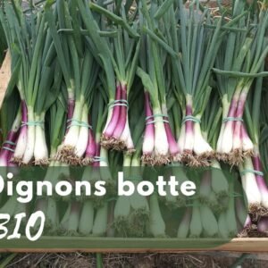 Oignons botte BIO