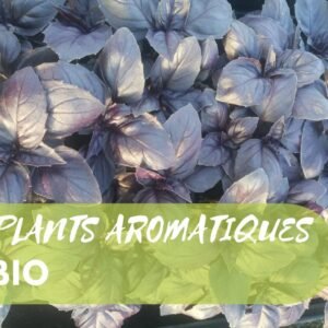 Plants Aromatiques