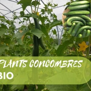 Plants de Concombres