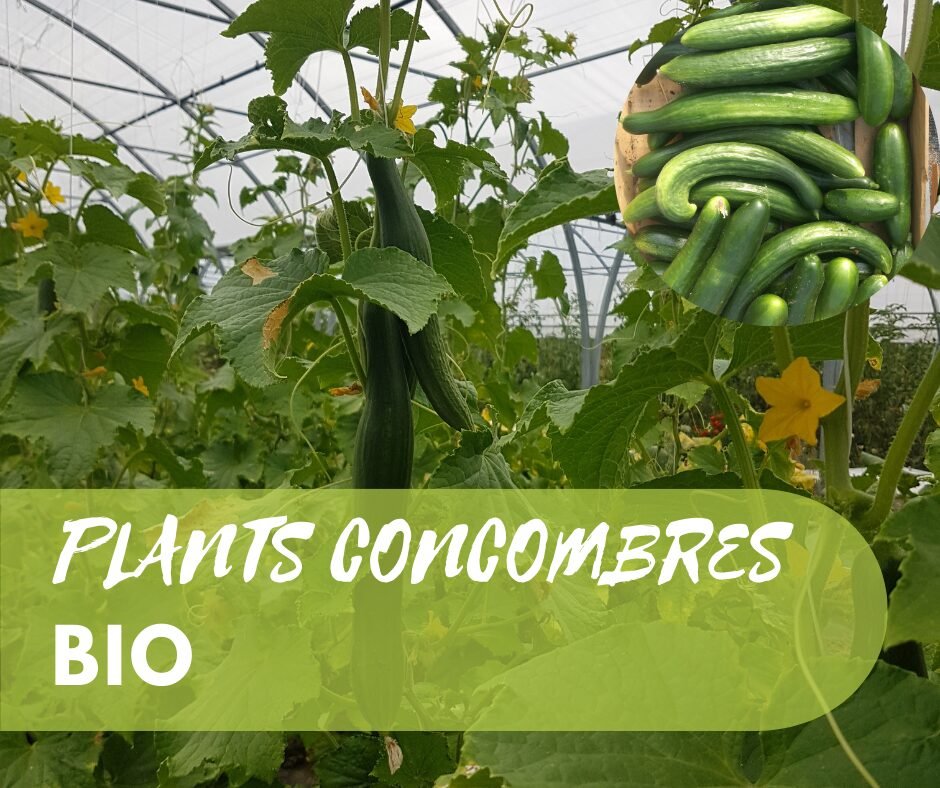 Plants de Concombres 1 Plants de Concombres