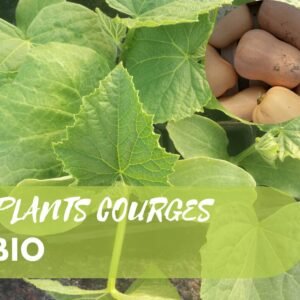 Plants de courges BIO