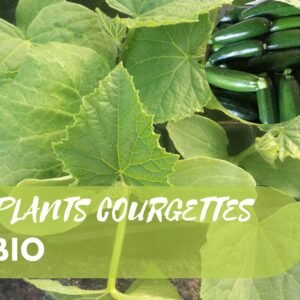 Plants Courgettes