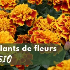 Plants de Fleurs BIO