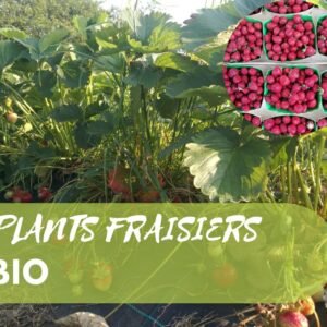 Plants de fraisiers BIO
