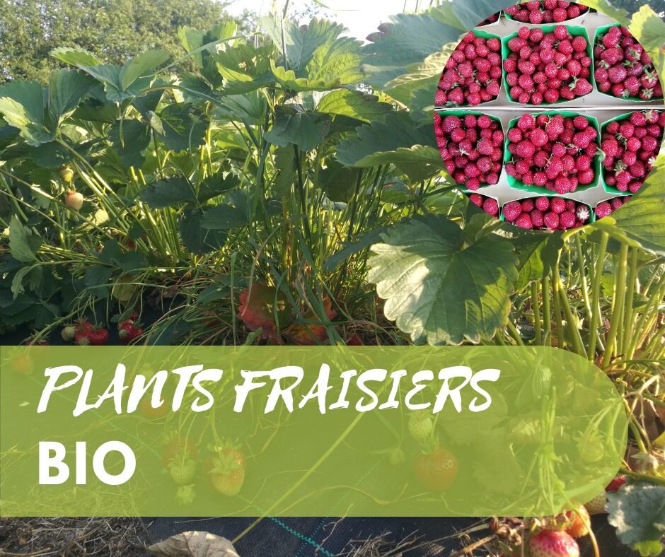Plants de fraisiers BIO 1 Plants de fraisiers BIO