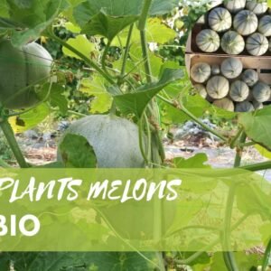 Plants de Melons