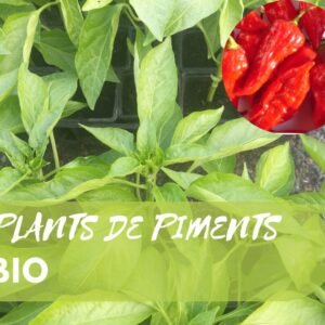 Plants de Piments BIO