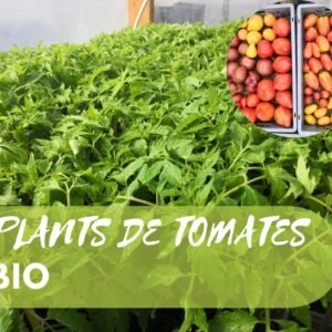 Plants de Tomates anciennes BIO