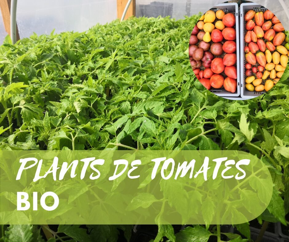 Plants de Tomates anciennes BIO 1 Plants de Tomates anciennes BIO
