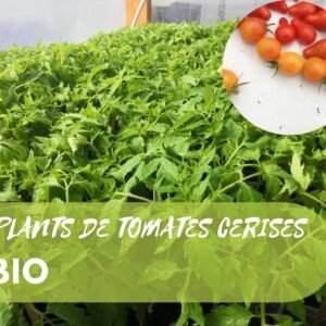 Plants de Tomates Cerises BIO