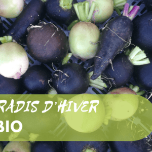 Radis d'hiver BIO - 500g