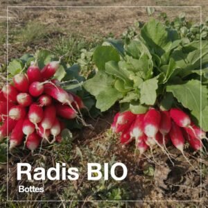 Radis botte BIO - exclu marché à la ferme
