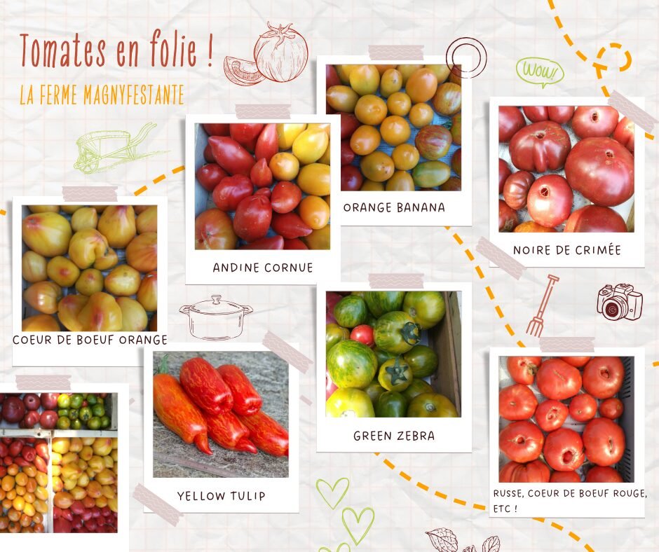 Plants de Tomates anciennes BIO 2 Plants de Tomates anciennes BIO – Image 2