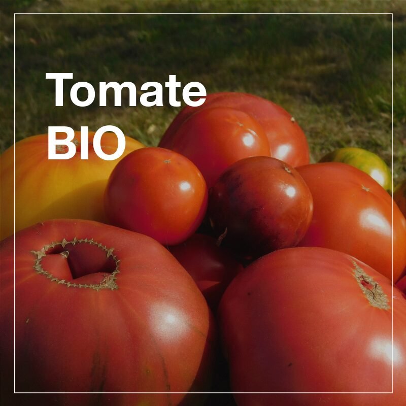 Tomates Anciennes BIO - 500g 1 Tomates Anciennes BIO - 500g
