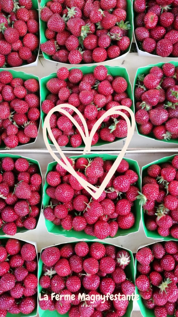 Plants de fraisiers BIO 2 Plants de fraisiers BIO – Image 2